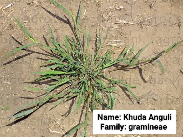 Khude Anguli